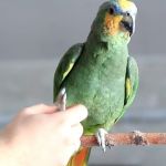Амазон венесуэльский