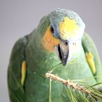 Амазон венесуэльский