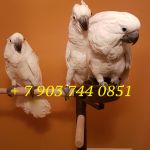 Белохохлый какаду (Cacatua alba)  ручные птенцы из питомника