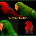 Благородный попугай (Eclectus roratus) птенцы выкормыши из питомника