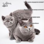 Британские голубые котята с плюшевой шерстью.