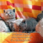 Британские к. ш котята