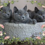 Голубые британские котята.