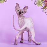 Котята Эльф, бамбино, Двэльф, канадский сфинкс для международной племенной работы.