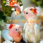Какаду инка (Cacatua leadbeateri) - ручные птенцы из питомника