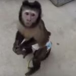Капуцин бурый - ручные малыши
