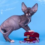 Мягкие, как пух, котята Эльф, бамбино, Двэльф, канадский сфинкс.
