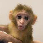Макака резус или бенгальский макак
