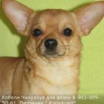 Чихуахуа.Кобели. Вязка.