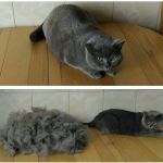 Выездная Экспресс линька Коту, Кошке в Москве.
