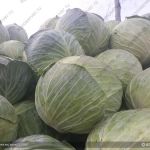 Белокочанная капуста продажа оптом