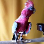 Розовый какаду (Eolophus roseicapilla) птенцы из питомника