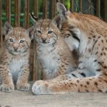 Рысь сибирская - котята выкормыши