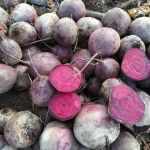 Свекла продажа оптом отличное качество