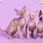 Котята Эльф, бамбино, Двэльф, канадский сфинкс от элитного питомника.