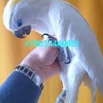Синеочковый какаду (Cacatua ophthalmica) птенцы из питомника