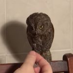 Сплюшка или обыкновенная совка