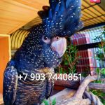 Траурный какаду Бэнкса, или краснохвостый траурный какаду (Calyptorhynchus banksii) птенцы