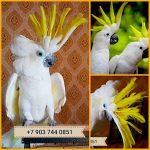 Большой желтохохлый какаду   (cacatua galerita triton)  птенцы из питомника